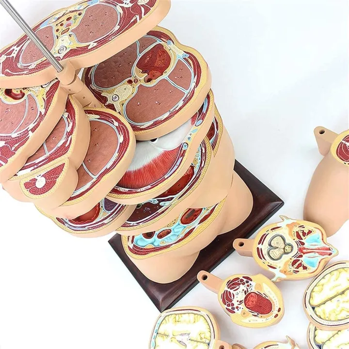 22%20Parts%20Horizontal%20Cut%20Transverse%20Model%20-%20Human%20Torso%20Anatomy%20Model%20-%20Human%20Body%20Section%20Anatomy%20Model%20%7C%20Cross%20Sectional%20Torso%20Anatomy%20-%20Image%205