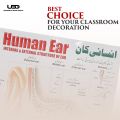 Human Ear Wall chart for Class rooms Decoration | HD Picture Presentation on 200 gram Laminated card 23*36 inches. 