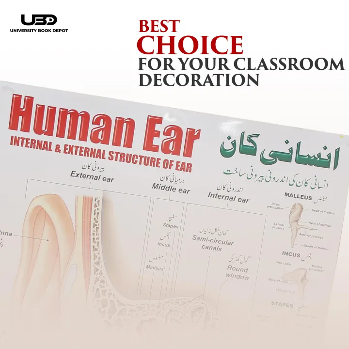 Human%20Ear%20Wall%20chart%20for%20Class%20rooms%20Decoration%20%7C%20HD%20Picture%20Presentation%20on%20200%20gram%20Laminated%20card%2023*36%20inches%20-%20Image%204