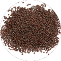 Mustard Seeds Sarsu/Serson/srson Saag seeds/beej ( ساگ(سرسوں) کے بیج)Desi/Germinated/Best Quality/Fast growing/Excellent Germination/High Quality/Healthy Vegetable Seeds/Vegetable/Home/Kitchen/Gardening seeds/beej/Vegetables Seeds Packet. 