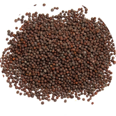 Mustard Seeds Sarsu/Serson/srson Saag seeds/beej ( ساگ(سرسوں) کے بیج)Desi/Germinated/Best Quality/Fast growing/Excellent Germination/High Quality/Healthy Vegetable Seeds/Vegetable/Home/Kitchen/Gardening seeds/beej/Vegetables Seeds Packet