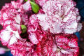 20+ Carnation Double Striped Flower Seeds Home Kitchen Gardening Seeds. 