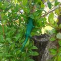 2pcs High Quality Auxiliary Plant Growth Direction Frog Plant Ties Vegetation Decoration Plant Growth Correction Plant Wire Clip Garden Tool Self-locking Ties. 