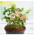 Rangoon Creeper (Jhumka Bail) |Best for Seed Garden & Home Decoration|. 