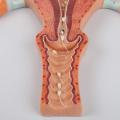 Human Fertilization Process Model, Features Cross-Section of Uterus, Ovaries, and Fallopian Tubes with Gametes | Embryology Teaching Model. 