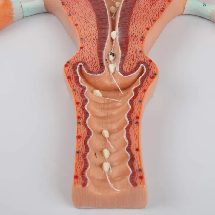 Human%20Fertilization%20Process%20Model,%20Features%20Cross-Section%20of%20Uterus,%20Ovaries,%20and%20Fallopian%20Tubes%20with%20Gametes%20%7C%20Embryology%20Teaching%20Model%20-%20Image%202