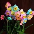 Rainbow Daffodils Perennial Flowering Plants Seeds-Absorption Radiation. 
