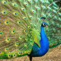 Peacock Feathers. 