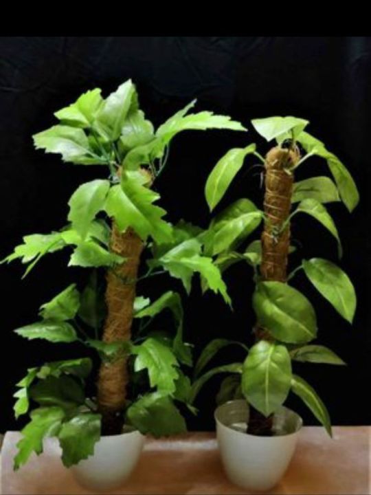 Breezy%20Tall%20Fiddle%20Leaf%20Fig%20Tree%20in%20Pot%20-%20Decorative%20Indoor%20Plant%20-%20Image%207