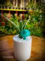 Ceramic Pots, 3inch Size, Available in Different Designs, Ceramic Pot For indoor plants Decoration, Indoor Décor, Cactus Succulents Plants, Unique and Elegant designs. 