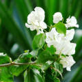 Bougainvillea Garden-Plant |Best for Seed Garden & Home Decoration|. 