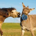 2 Packs Horse Treat Ball Hay Play Ball,Goat Hay Ball Hang Feeding Toy for Sheep Horse Goat Feeder and Relieve Stress. 
