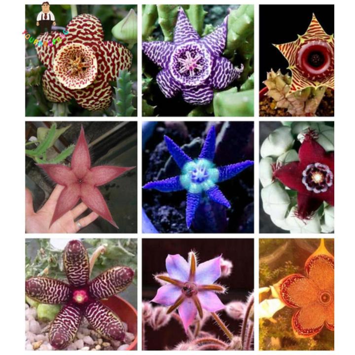 Stapelia Pulchella Succulent Seeds