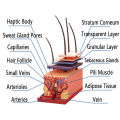 4D-Vision Human Skin Anatomy Model Skin Model of Biology. 