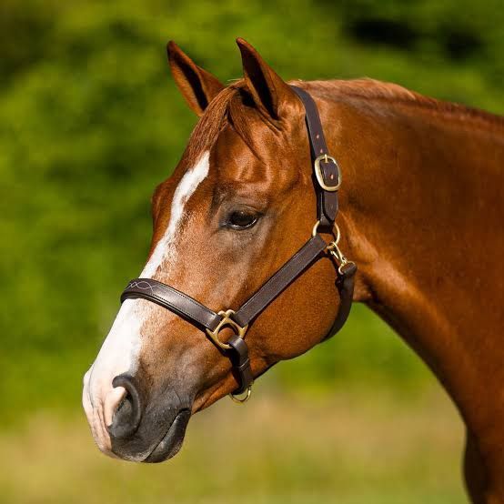 High%20Quality%20Leather%20Brown%20Horse%20Halter%20Brass%20Buckle%20(%20Adjustable%20)%20-%20Image%202