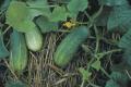 50Pcs Cucumber plants Seeds. 