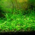 Dwarf Sagittaria / Sagg Aquarium Plant, low tech best for carpeting plant. 