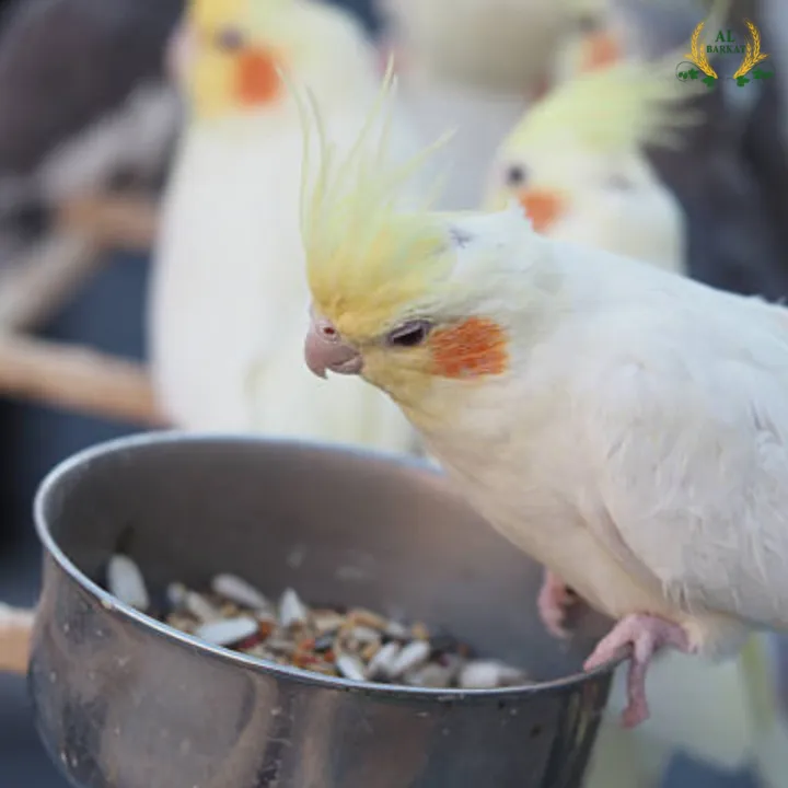 Premium%20Parrot%20Seed%20Mix%20-%20Nutrient-Rich%20Parrot%20Feed%20&%20Parrots%20Feed%20Blend%20in%20Resealable%201kg,%203kg,%205kg%20Packs.%20Ideal%20for%20Use%20in%20Any%20Parrot%20Seed%20Feeder.%20A%20Complete,%20Wholesome%20Diet%20for%20Vibrant%20Health,%20Energy,%20and%20Plumage.%20-%20Image%206