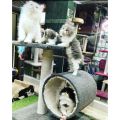 Imported - 2 in 1 Scratching Post For Cats. 