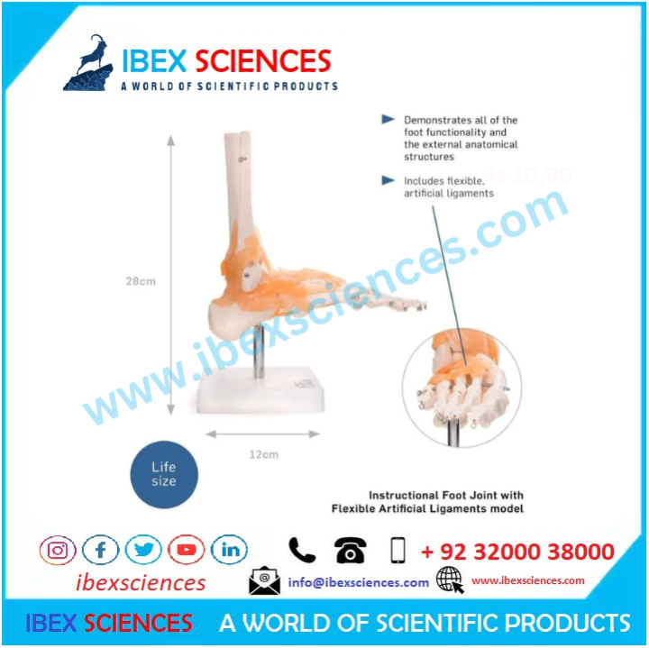 IBEX SCIENCES Life Size Foot Bone Joint Model with Functional Ligament