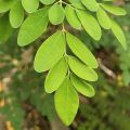 Moringa Plant Powder 100g. 