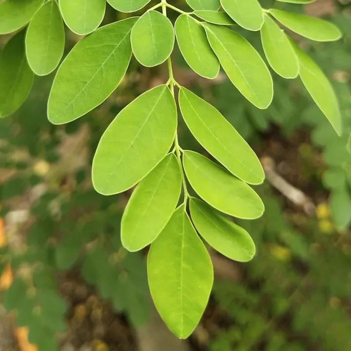 Moringa%20Plant%20Powder%20100g%20-%20Image%202