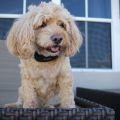 BarkWise Vibration anti-barking collar. 