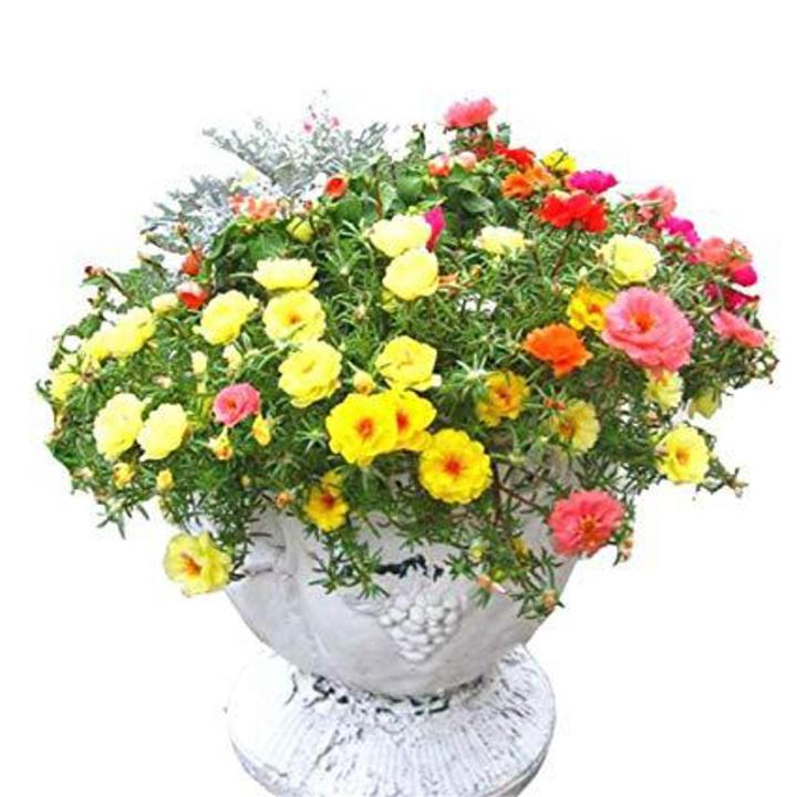 Portulaca Grandiflora formula Mix flower Seeds