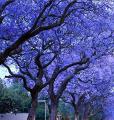 Pack of 5 Jacaranda Tree Seeds Best Blue Bonsai Plant. 