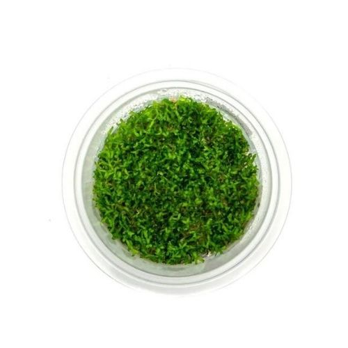 Riccia Moss for Aquarium