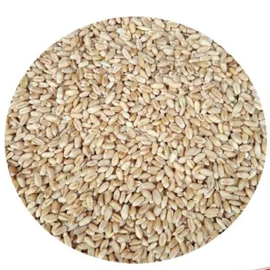 White%20Wheat%20(Gandum)%20%DA%AF%D9%86%D8%AF%D9%85%20/%20Haleem%20Wheat%20%20-%201%20KG%20-%20Image%203