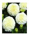 White Marigold Vanilla Flower Seeds. F1 Hybrid. 
