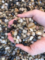 River Stones, Pebbles, Decorative Rocks Stones Naturally Polished Mixed Colors, For Plant, Aquariums, Landscaping, Vase Fillers - 1 KG. 