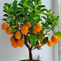 Orange Fruit Tree Seeds Pack of 5 Seeds for Planting. 