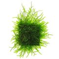 Java Moss for Aquarium. 