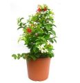 Rangoon Creeper (Jhumka Bail) |Best for Seed Garden & Home Decoration|. 