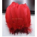 50+ Craft Feathers for Creativity feathers beautiful feather. 