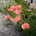 Poppy Coral Reef Flower Seeds. 