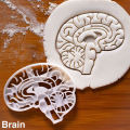 New Amazon Plastic Brain Heart Seal Grinding Tool White Embossing Tool Human Organ Seal Mold. 
