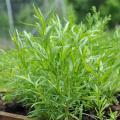 Tarragon Herb Seeds. 