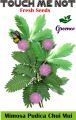 Mimosa Pudica Chui Mui Sensitive Plant Seeds. 