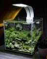 1.5Ft Planted aquarium. 