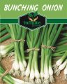 Bunching Onions (Spring Onion) 30 Plus seeds. 