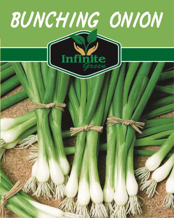 Bunching Onions (Spring Onion) 30 Plus seeds
