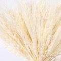 100 Stems Dried Wheat Stalks, Natural Dried Wheat Sheaves Fall Flower Arrangement Wheat Bouquet Bundle for DIY Home Table Wedding Xmas Decor. 