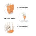 Human Wrist Joint Model | Hand Joint with Ligaments |  Anatomy Teaching Model. 