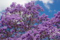 Jacaranda / Fern Tree \ Blue Jacaranda Tree Seeds - Flower Tree. 