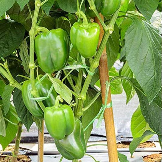 F1%20%C3%9B%C2%81%C3%98%C2%A7%C3%98%C2%A6%C3%98%C2%A8%C3%98%C2%B1%C3%9A%CB%86%20%C3%9A%C2%A9%C3%9B%C5%92%C3%99%C2%BE%C3%98%C2%B3%C3%9B%C5%92%C3%98%C2%B3%C3%99%E2%80%A6%20%C3%9A%C2%A9%C3%9B%E2%80%99%2020%20%C3%98%C2%A8%C3%9B%C5%92%C3%98%C2%AC%20(%C3%98%C2%B4%C3%99%E2%80%A6%C3%99%E2%80%9E%C3%9B%C2%81%20%C3%99%E2%80%A6%C3%98%C2%B1%C3%9A%E2%80%A0)-%C3%98%C2%A8%C3%98%C2%A7%C3%99%CB%86%C3%98%C2%B1%C3%9A%E2%80%A0%C3%9B%C5%92%20%C3%98%C2%AE%C3%98%C2%A7%C3%99%E2%80%A0%C3%9B%E2%80%99%20%C3%9A%C2%A9%C3%9B%E2%80%99%20%C3%98%C2%A8%C3%98%C2%A7%C3%98%C2%BA-%C3%98%C2%B3%C3%98%C2%A8%C3%98%C2%B2%C3%9B%C5%92%C3%99%CB%86%C3%9A%C2%BA%20%C3%9A%C2%A9%C3%9B%E2%80%99%20%C3%98%C2%A8%C3%9B%C5%92%C3%98%C2%AC%20-%20Image%203