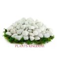 Big white Stone for Garden & Aquarium 1 Kg. 
