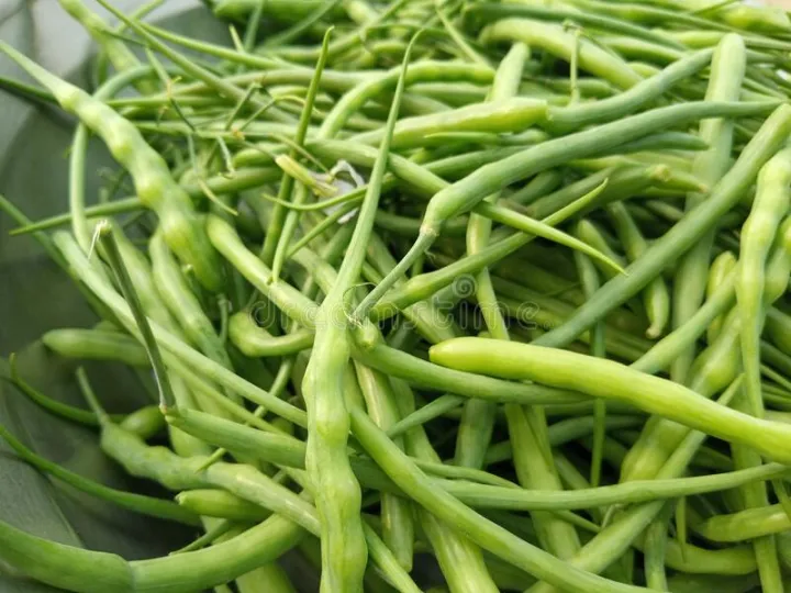 Mongrey%20(Mongray/%20Mongri%20Radish%20Pod)%20Seeds-%20Vegetables%20Seeds%20Excellent%20Germination%20-%20Image%202